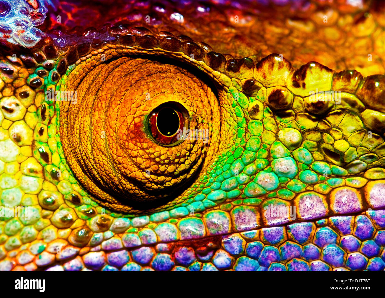 Photo of colorful reptilian eye, closeup head part of chameleon, multicolor scaly skin of lizard, african animal Stock Photo