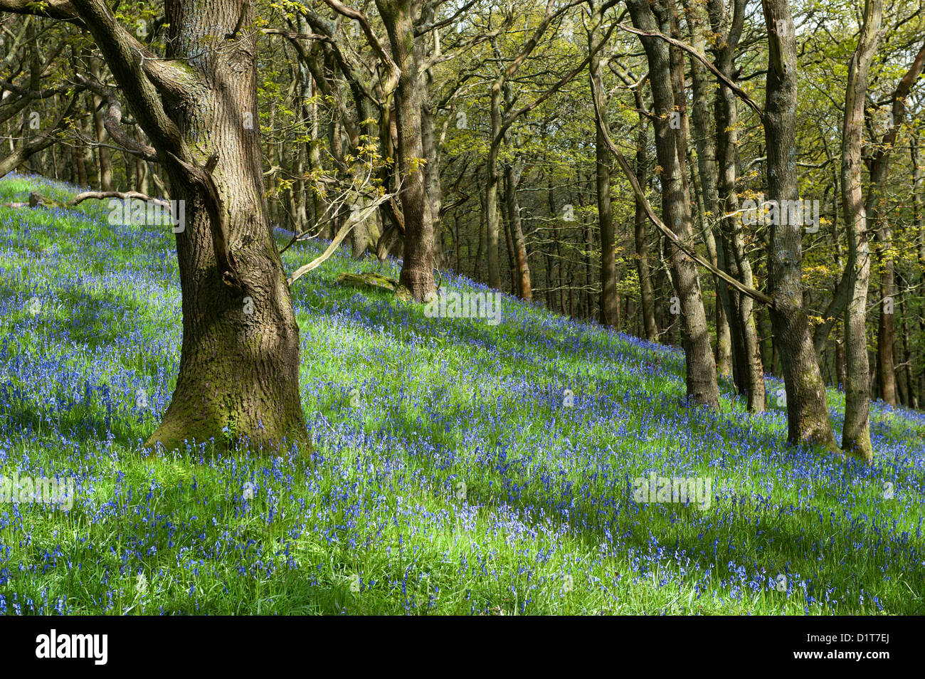 Carpet of Bluebells in ancient woodland, late spring. Hyacinthoides non-scripta Stock Photo
