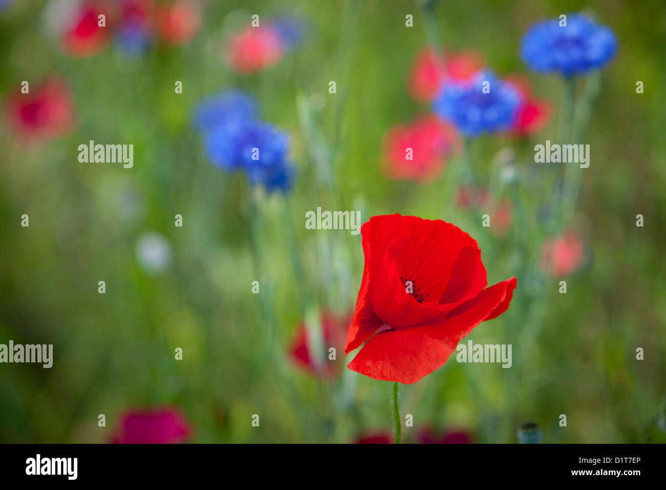 Single red poppy in field of wildflowers near Carcassonne, Languedoc-Roussillon, France Stock Photo