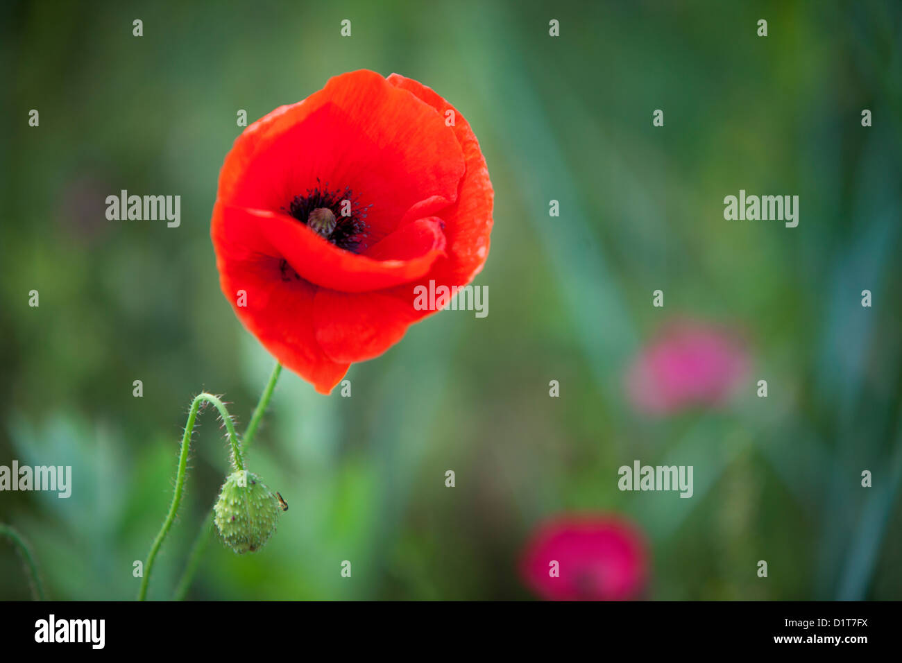 Single red poppy in field of wildflowers near Carcassonne, Languedoc-Roussillon, France Stock Photo