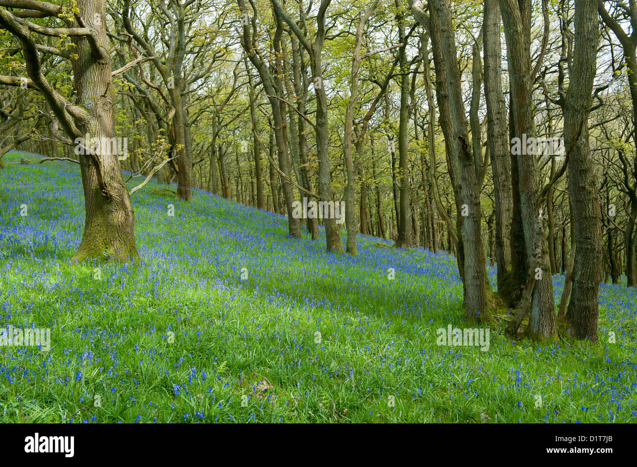 Carpet of Bluebells in ancient woodland, late spring. Hyacinthoides non-scripta Stock Photo