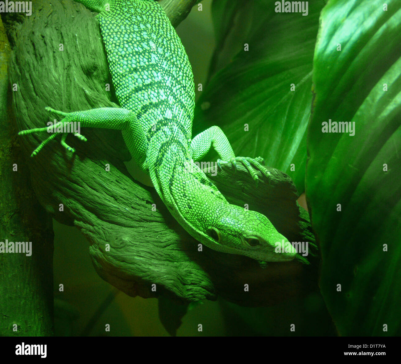 green tree monitor lizard Stock Photo