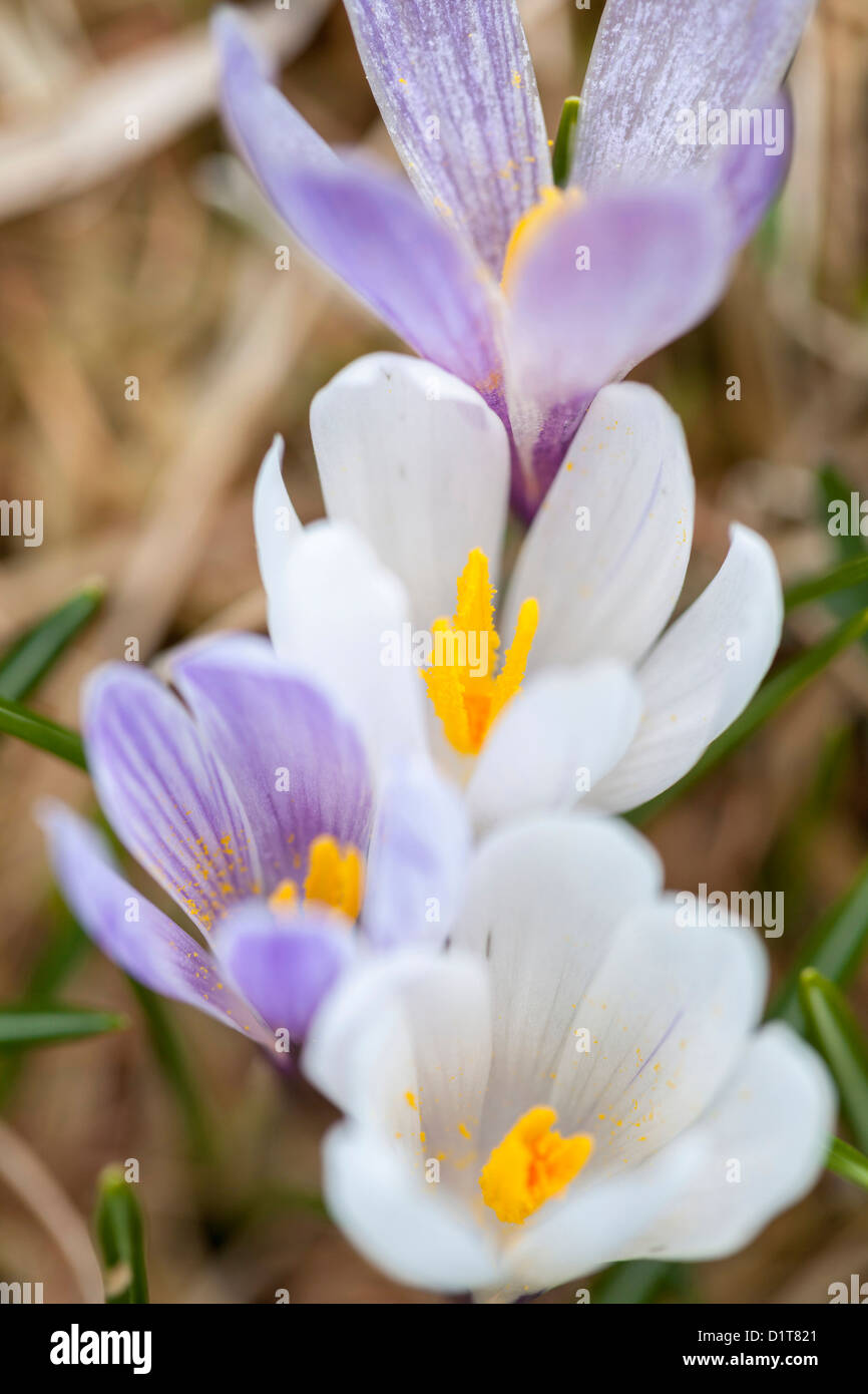 Spring Crocus in the south Tyrolean alps are the harbingers of spring. Meadow with blooming crocus. Italy, South Tyrol. Stock Photo