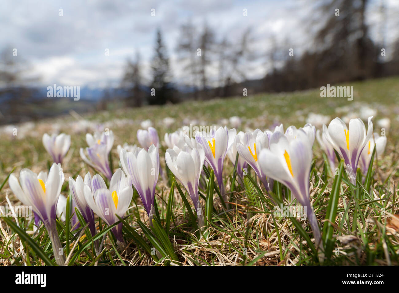 Spring Crocus in the south Tyrolean alps are the harbingers of spring. Meadow with blooming crocus. Italy, South Tyrol. Stock Photo