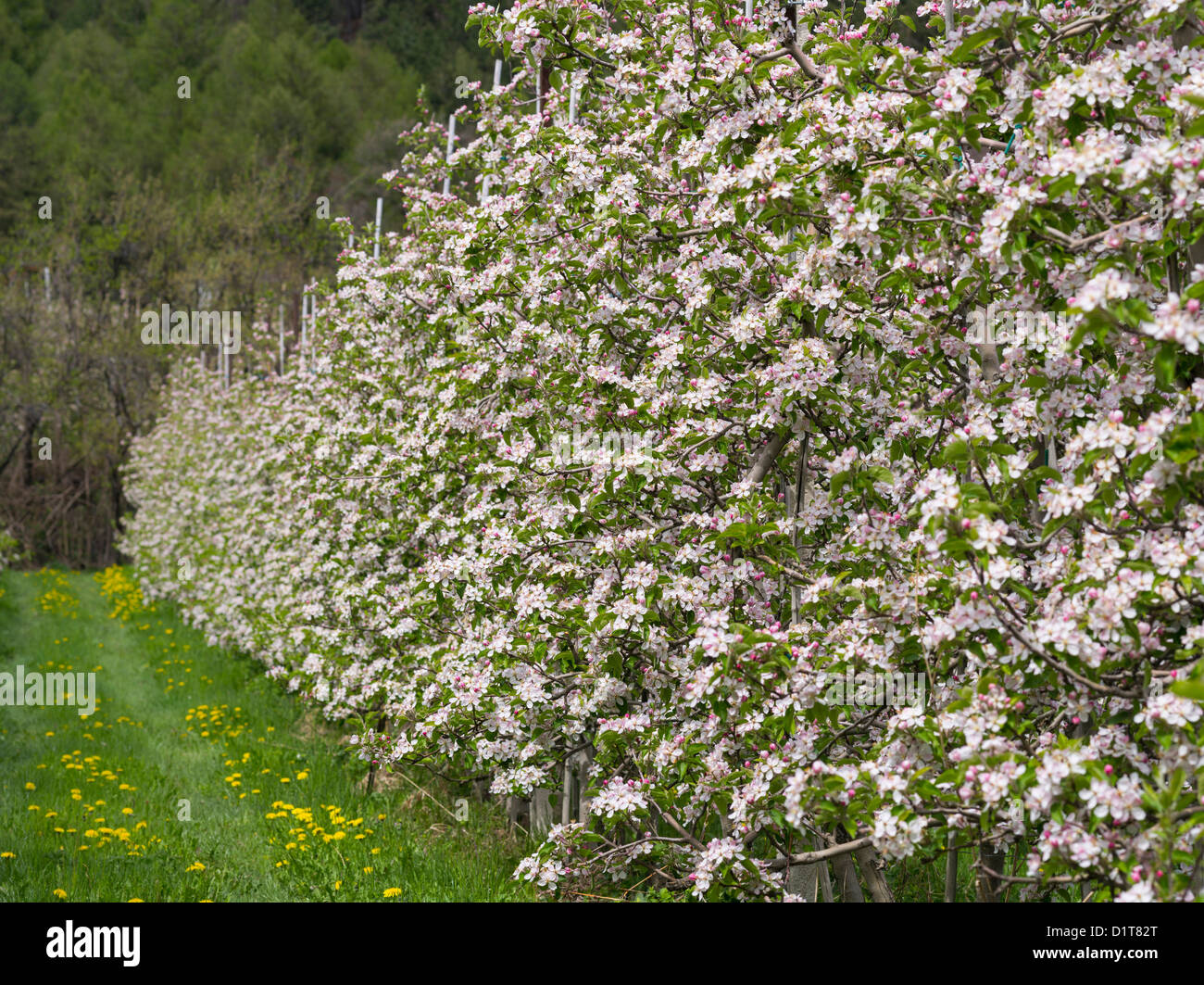 Apple (malus) growing in the valley Vinschgau (val Venosta) in South Tyrol (Alto Adige). Italy, South Tyrol. Stock Photo
