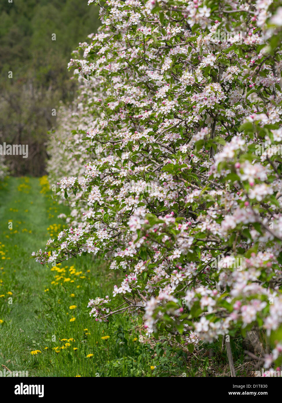 Apple (malus) growing in the valley Vinschgau (val Venosta) in South Tyrol (Alto Adige). Italy, South Tyrol. Stock Photo