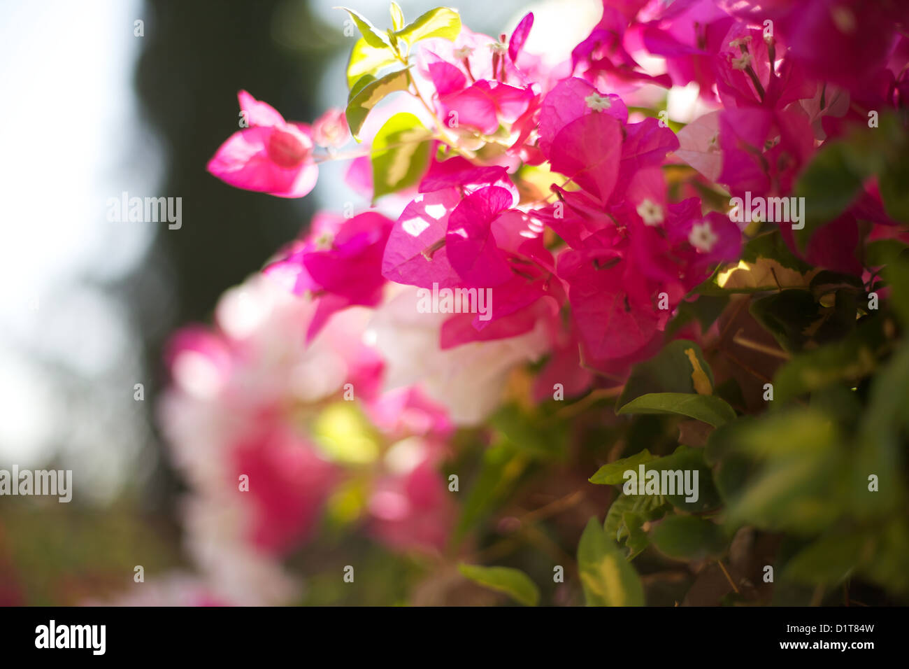 pink and white bougainvillea in bright sunshine Stock Photo Alamy