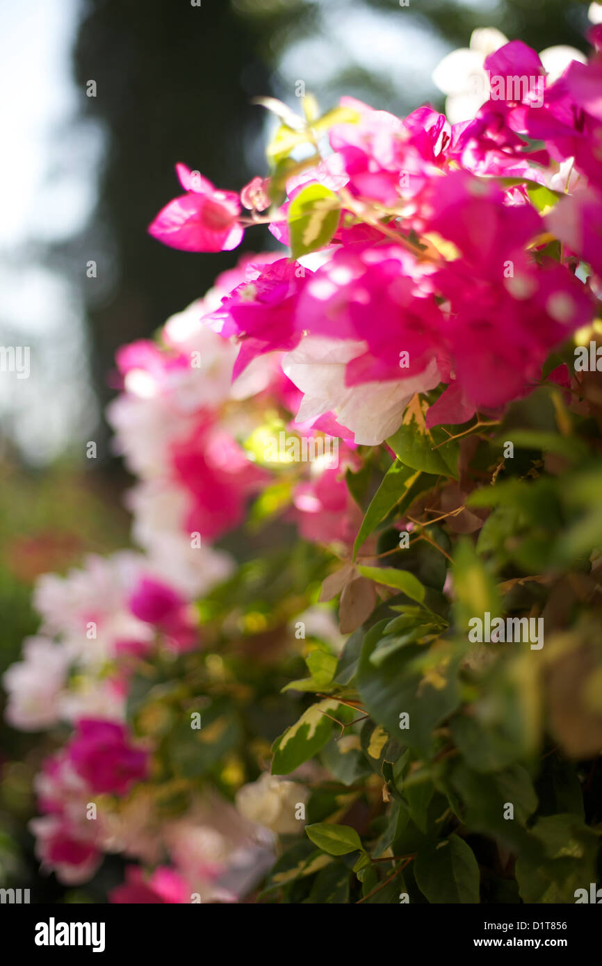 pink and white bougainvillea in bright sunshine Stock Photo Alamy