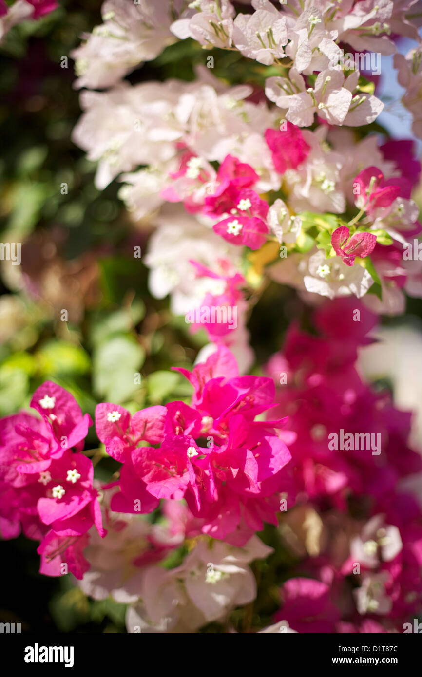 pink and white bougainvillea in bright sunshine Stock Photo Alamy