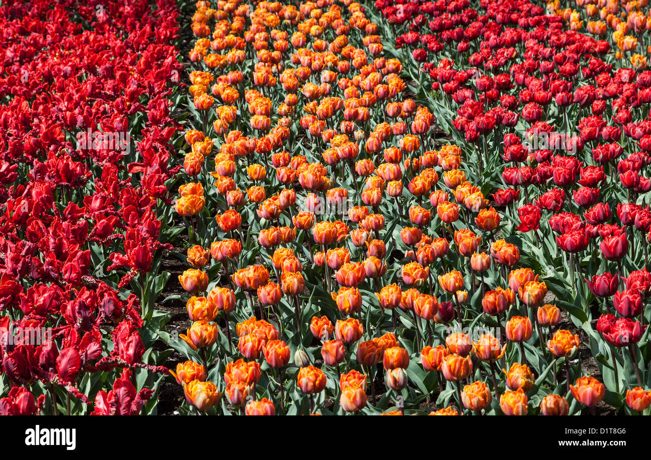 Colorful field of beautiful tulips in Holland Stock Photo - Alamy