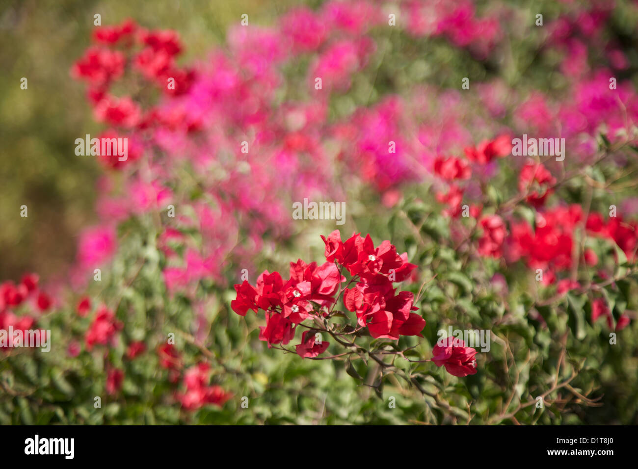 Red & pink Bougainvillea Stock Photo