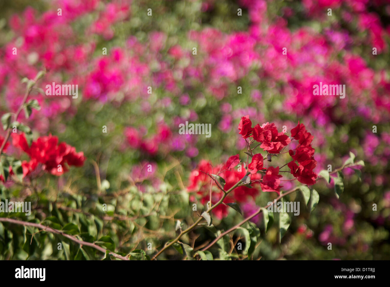 Red & pink Bougainvillea Stock Photo