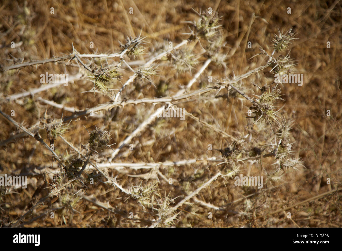Spiky thistle bush in Israel Stock Photo