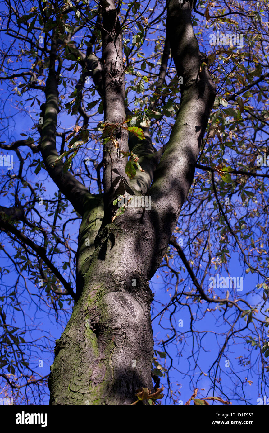 vertical shot of tree in autumn with deep blue sky in background Stock Photo