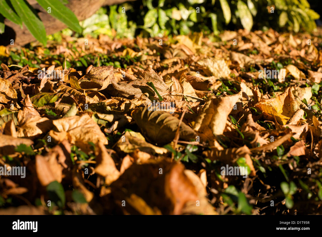 Autumn leaves on ground with bush in background Stock Photo
