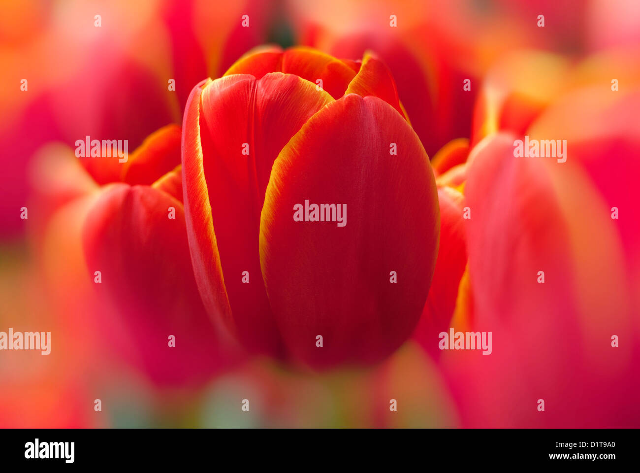 Red tulip 'Worlds Favorite' Stock Photo