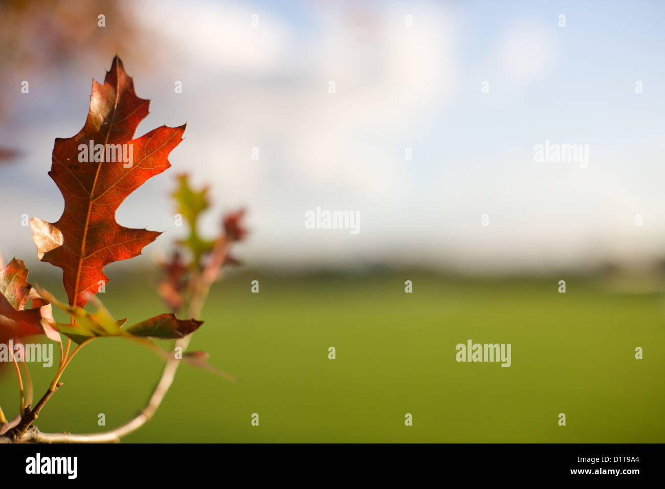 Red Autumn oak leaves on the tree with blue sky background Stock Photo