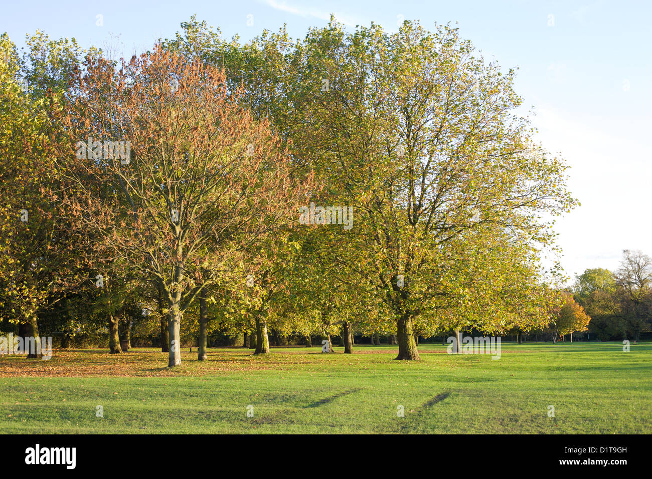 trees in a park with bright autumn sunshine and leaves on the grass and ...