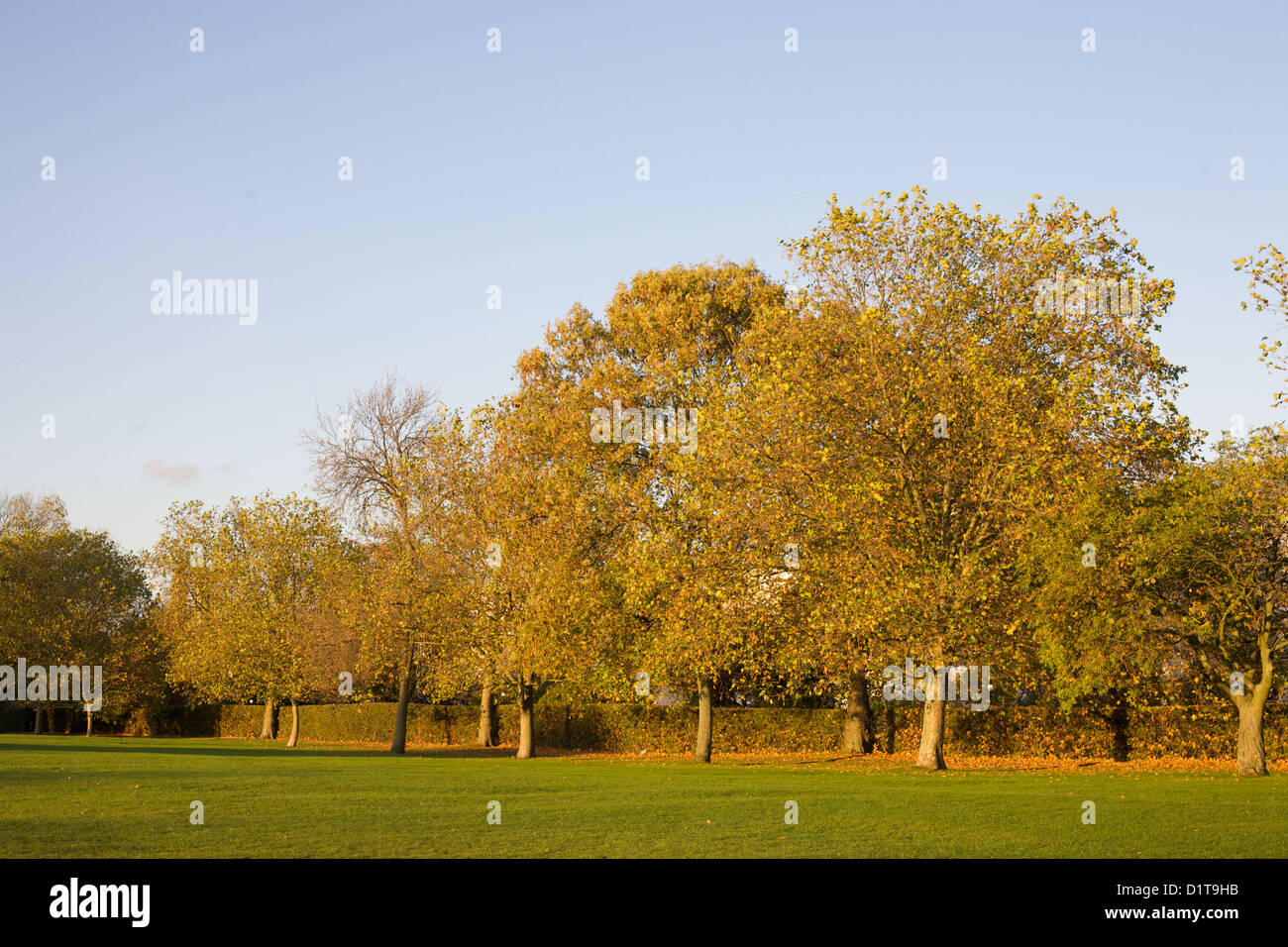 trees in a park with bright autumn sunshine and leaves on the grass and ...
