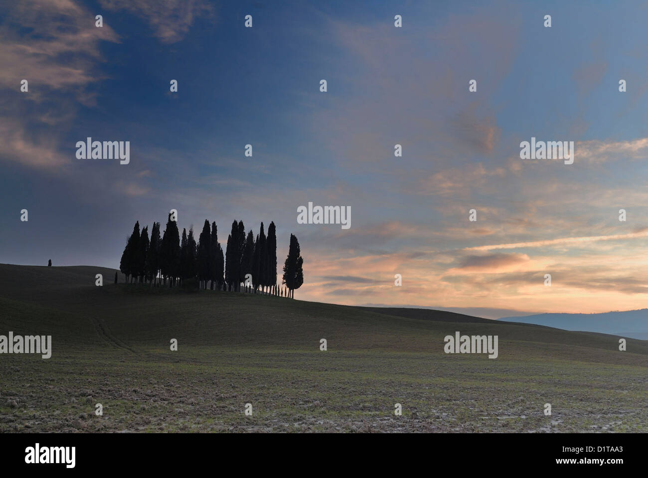 The famous small group of cypresses threes by San Quirico d’Orcia Val d'Orcia landscapes, Siena, Tuscany, Italy Stock Photo