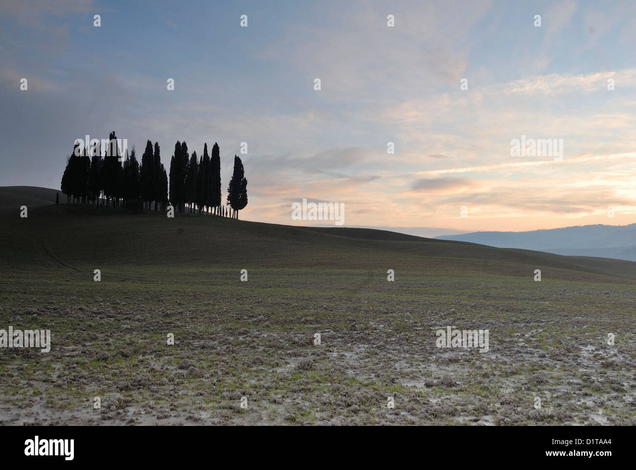 The famous small group of cypresses threes by San Quirico d’Orcia Val d'Orcia landscapes, Siena, Tuscany, Italy Stock Photo