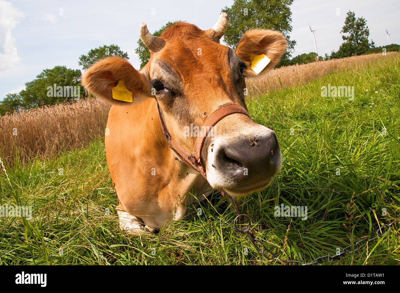Black white jersey cow hires stock photography and images Alamy