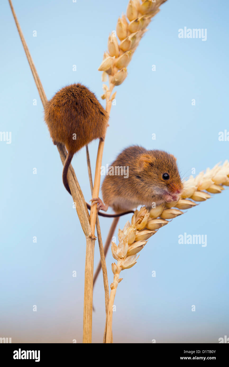 Harvest Mice; Micromys minutus; Wheat; UK Stock Photo