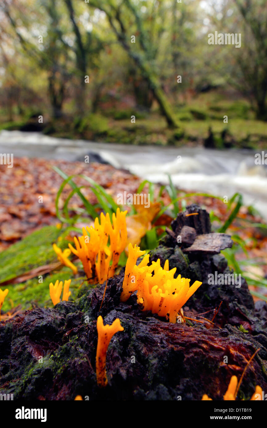 Jelly Antler Fungus; Calocera viscosa; Golitha Falls; Cornwall; UK Stock Photo