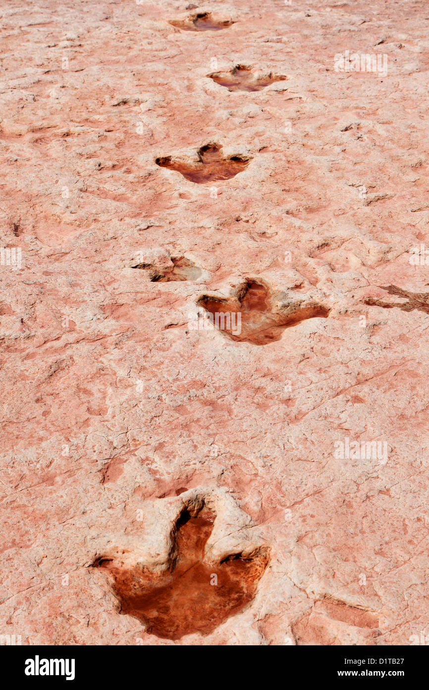 Dinosaur Tracks Near Tuba City, Arizona, USA Stock Photo