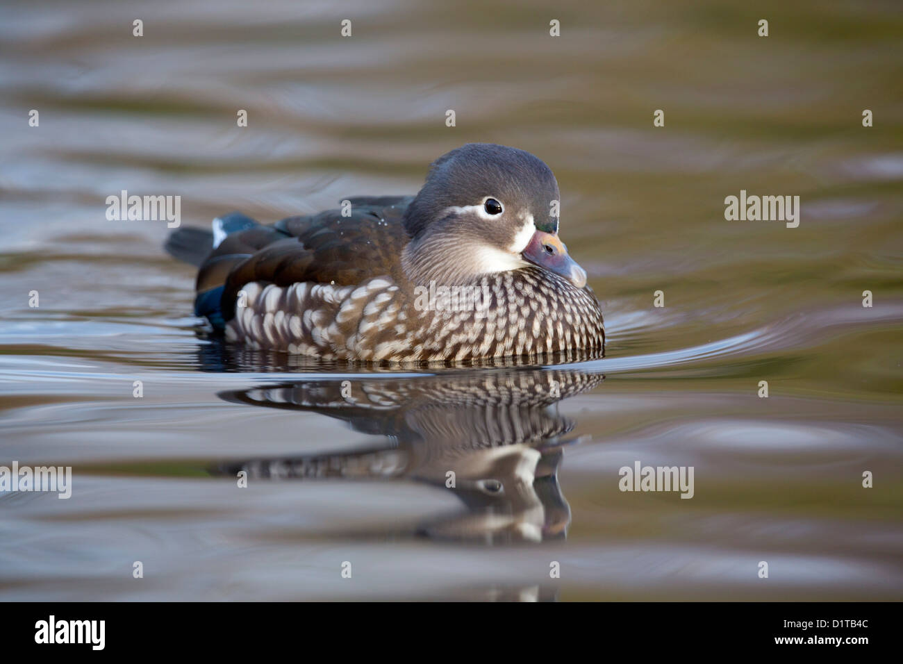 Mandarin Duck; Aix galericulata; female; Winter; UK Stock Photo