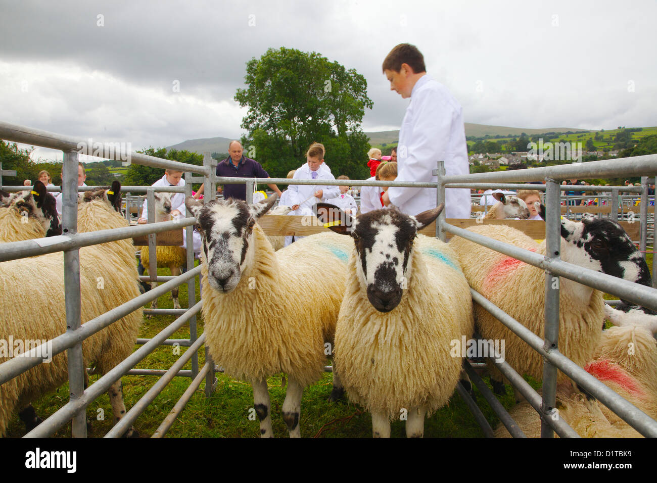 Two sheep in pen at Hesket Newmarket Agricultural Society Show Cumbria, England. United Kingdom,Great Britain Stock Photo