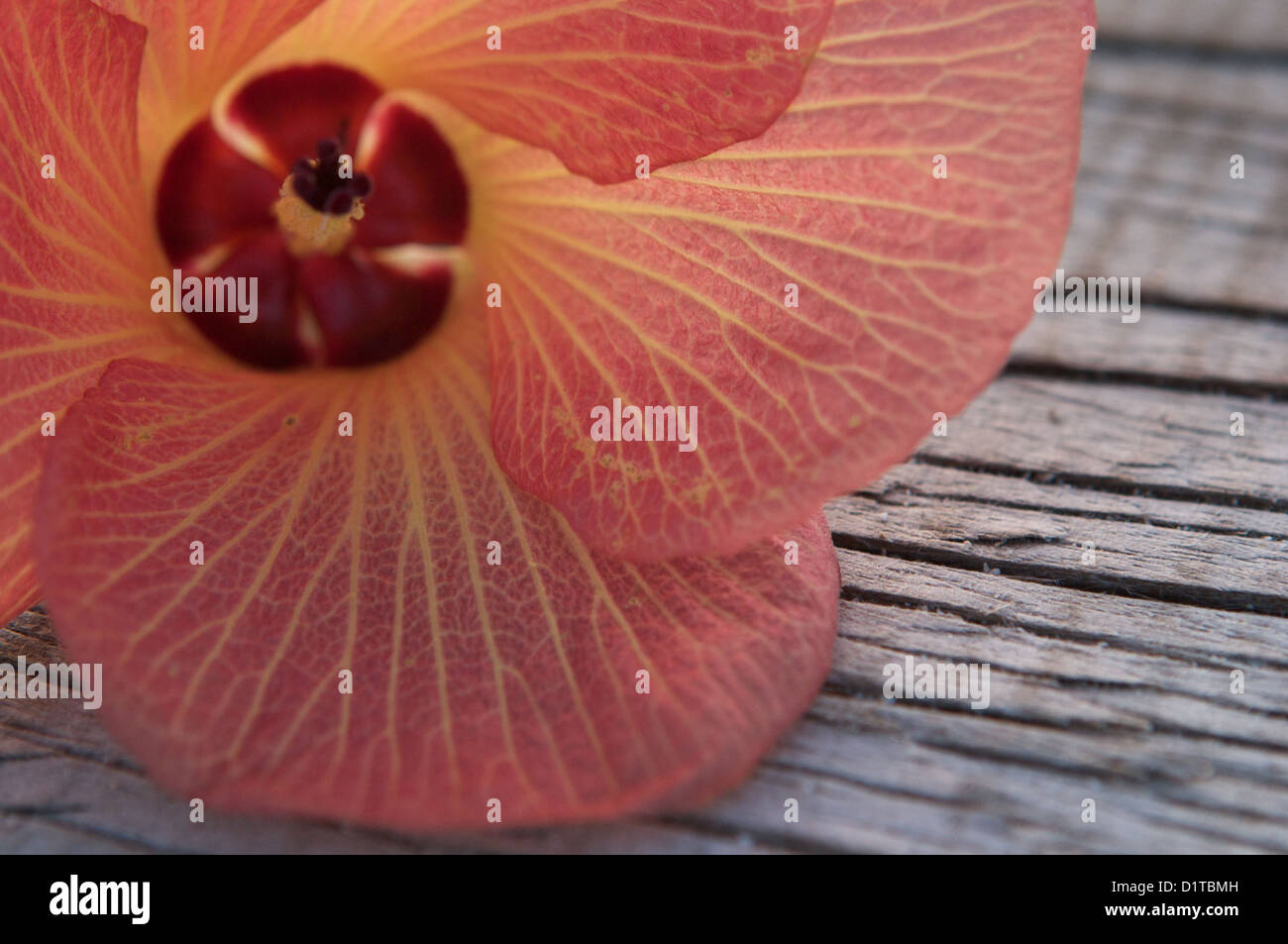 Peach pink hibiscus flower hi-res stock photography and images - Alamy