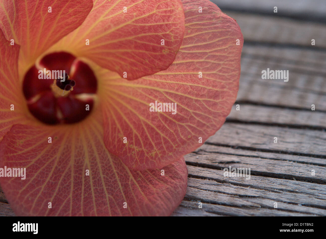 Peach hibiscus flower hi-res stock photography and images - Alamy