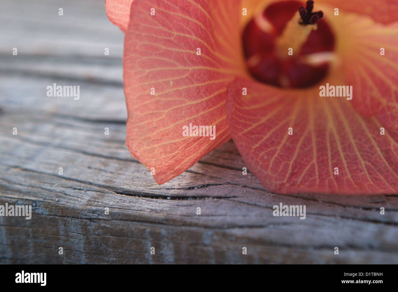 Peach pink hibiscus flower hi-res stock photography and images - Alamy