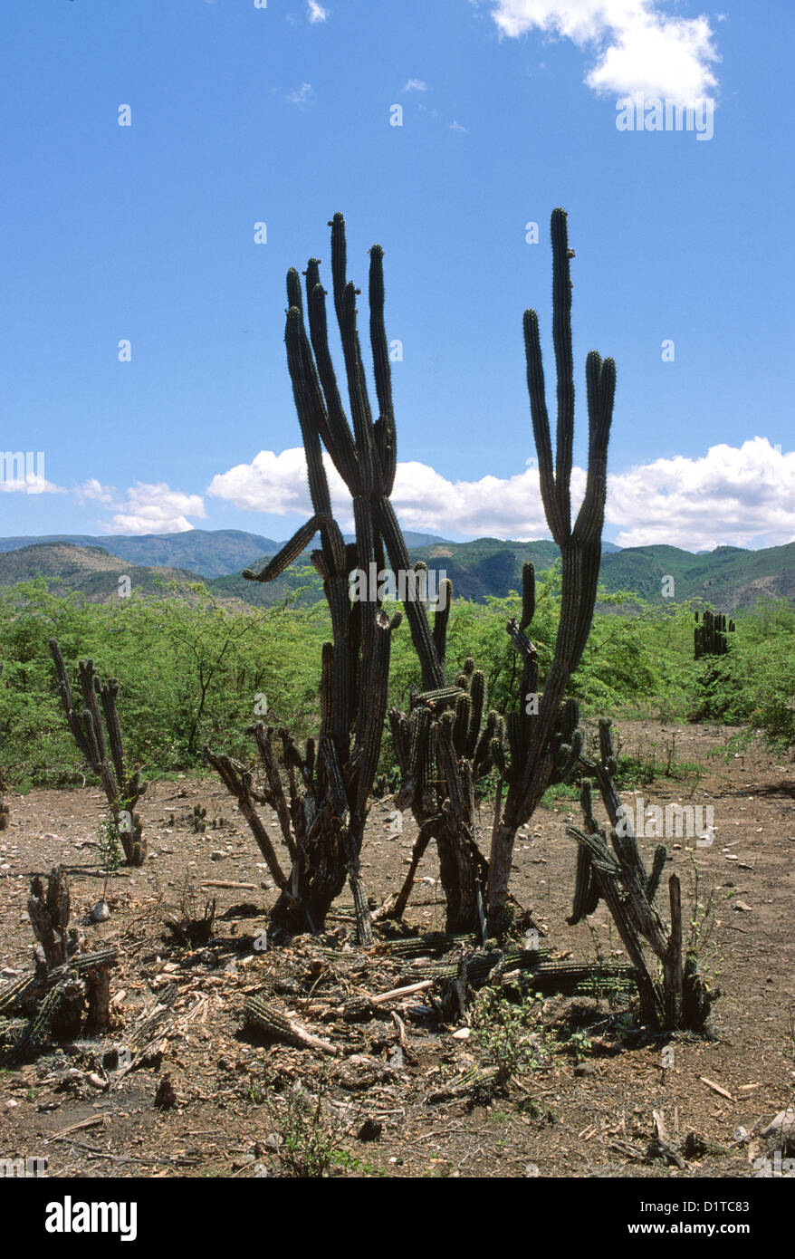 Deforestation and desertification in the countryside in central Haiti Stock Photo