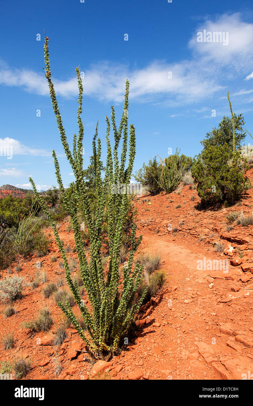 Ocotillo ( Fouquieria splendens ) in Arizona, USA Stock Photo Alamy