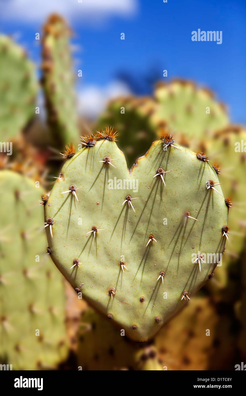 Heart Shaped Prickly Pear Cactus (Opuntia Genus ) Stock Photo