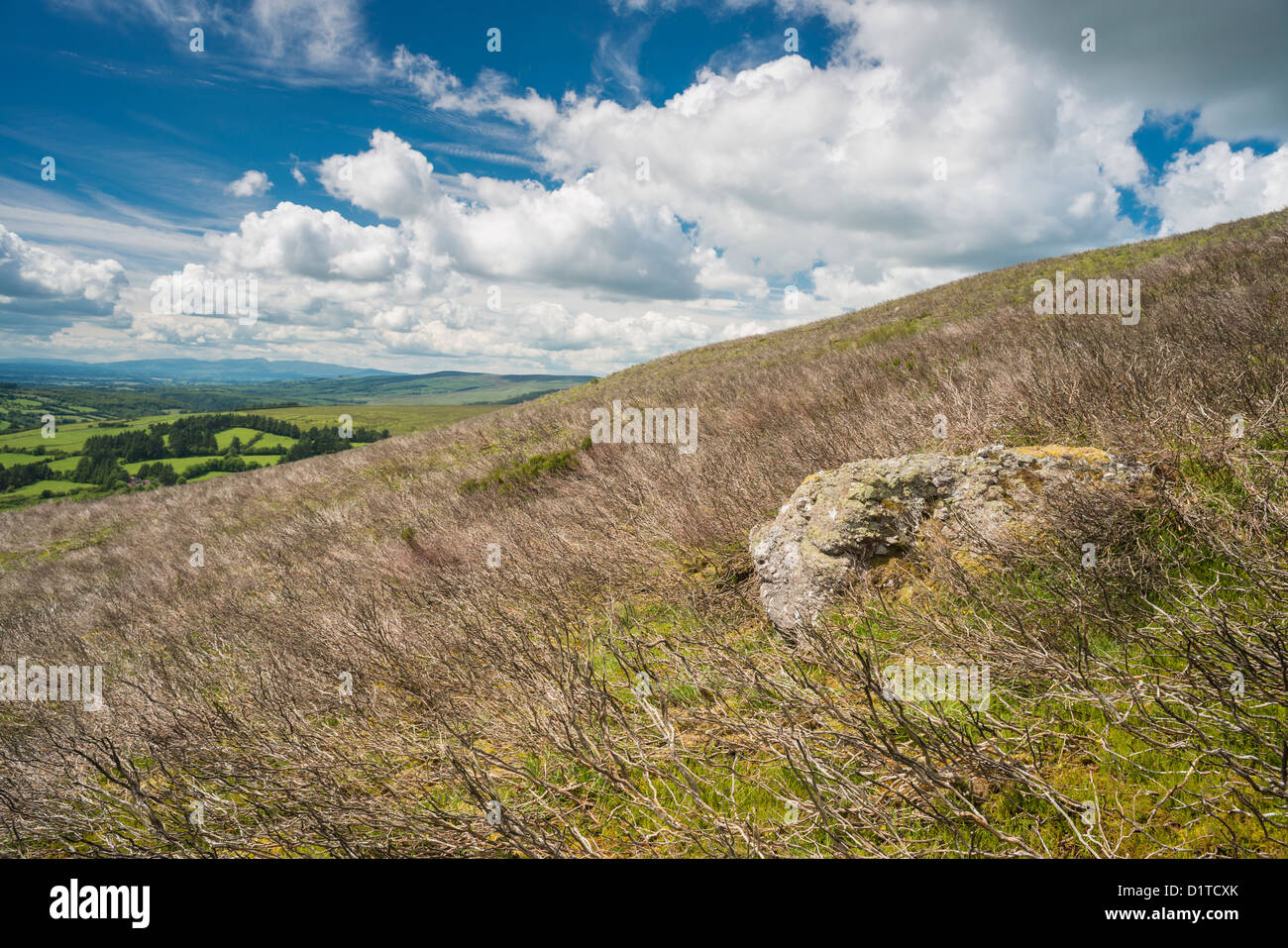 Heathland in the Nire Valley, Comeragh Mountains, County Waterford, Ireland Stock Photo