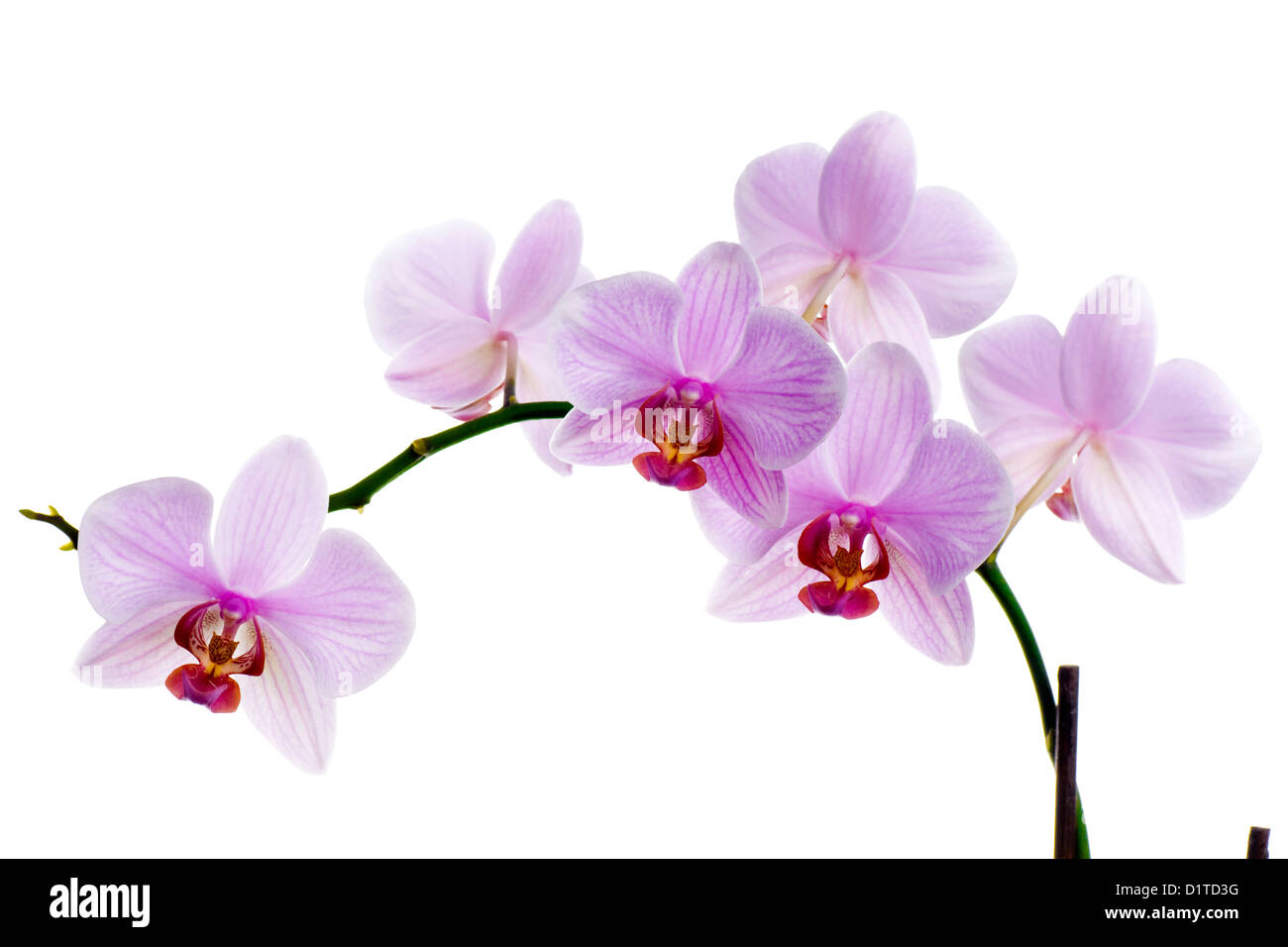 Pink orchid isolated on white background Stock Photo - Alamy