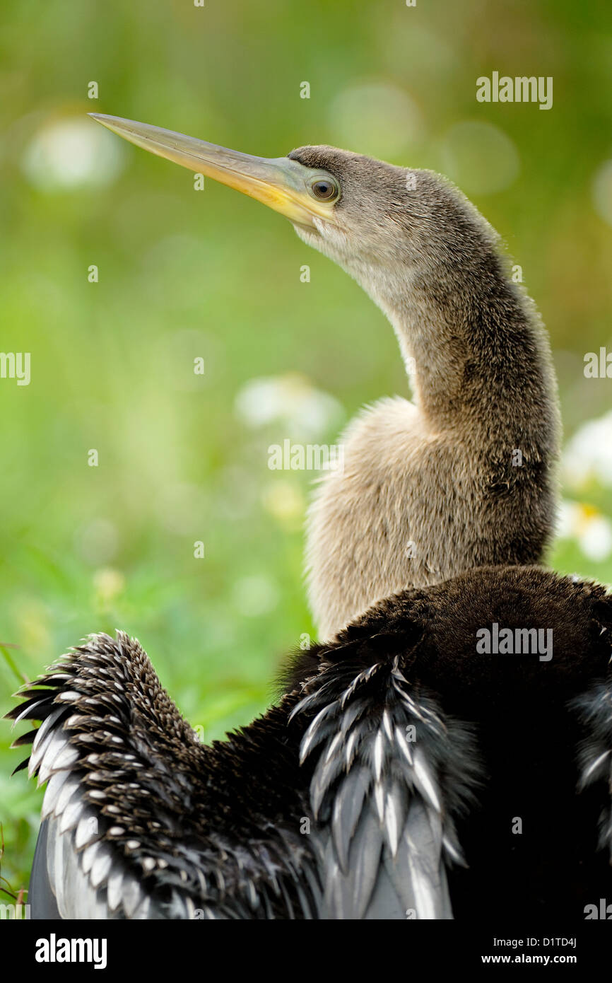 Anhinga bird portrait Stock Photo