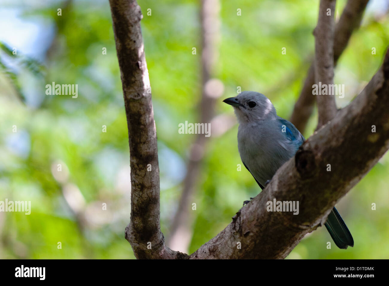 A blue-gray tanager on the backyard Stock Photo