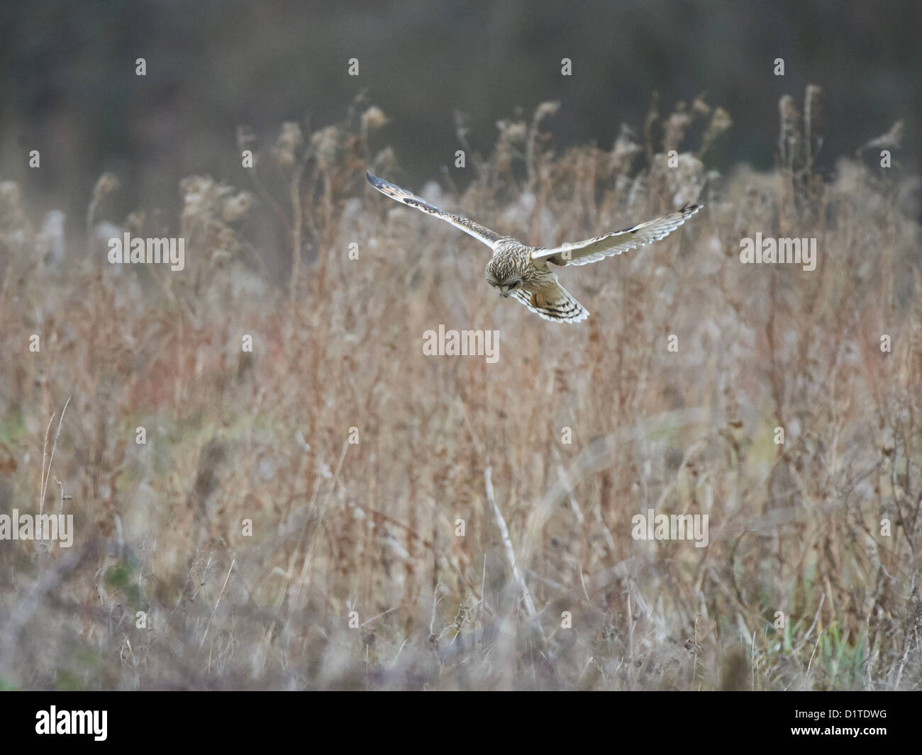 Short-eared owl in flight Stock Photo - Alamy