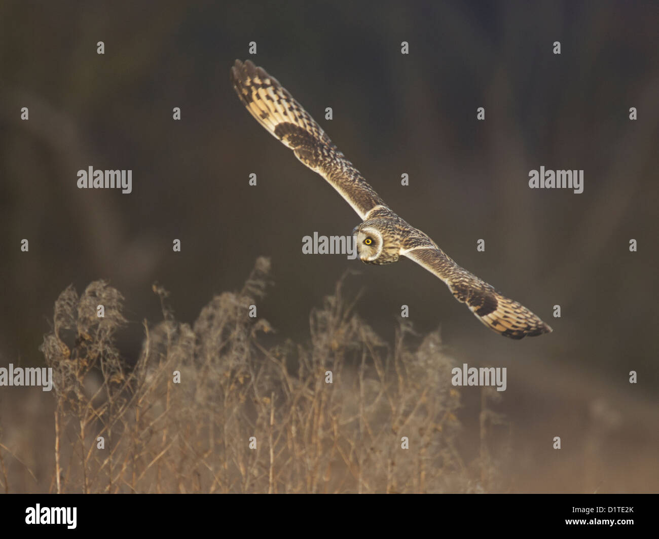 Short-eared owl in flight Stock Photo - Alamy