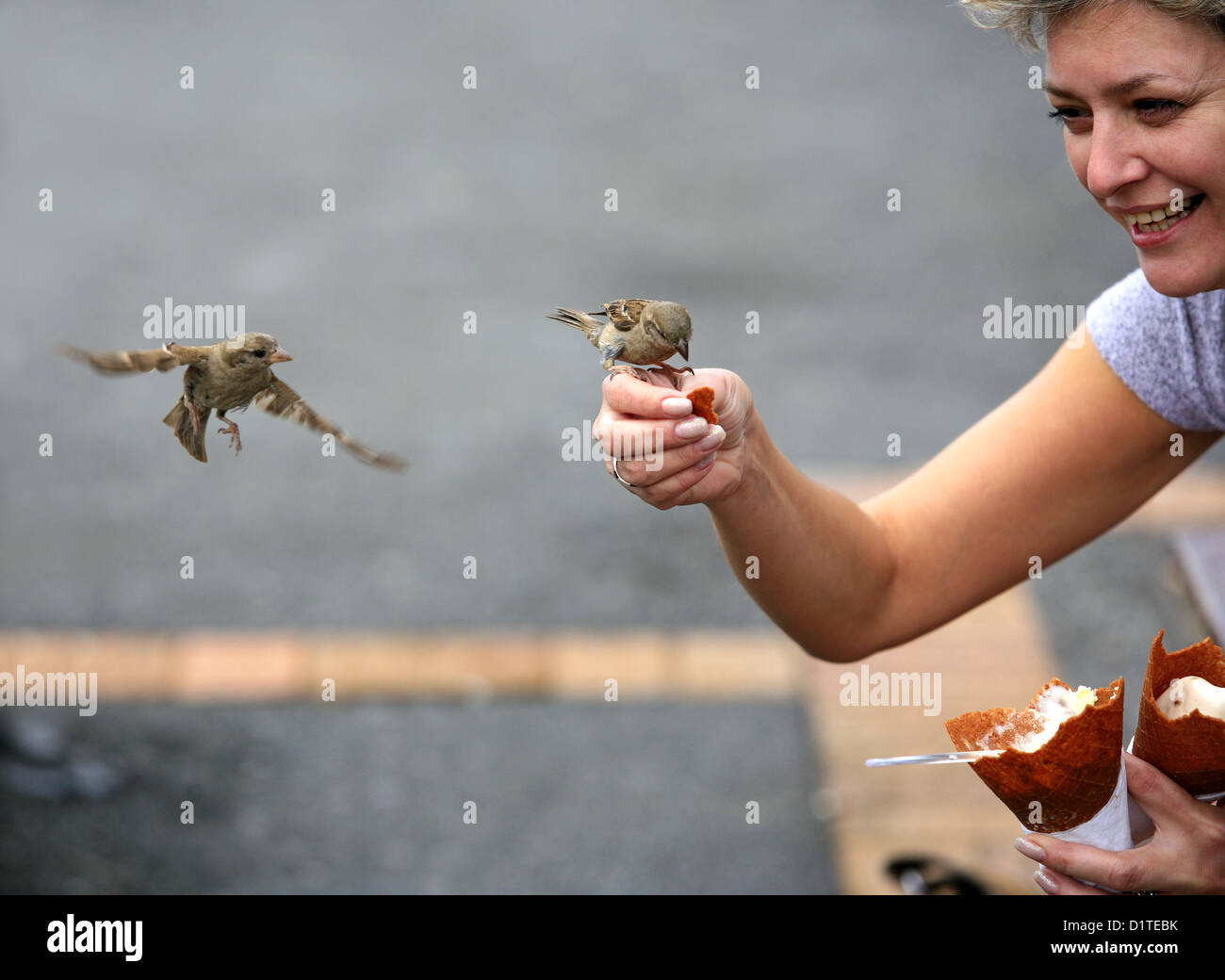 The woman feeds sparrows in the street Stock Photo