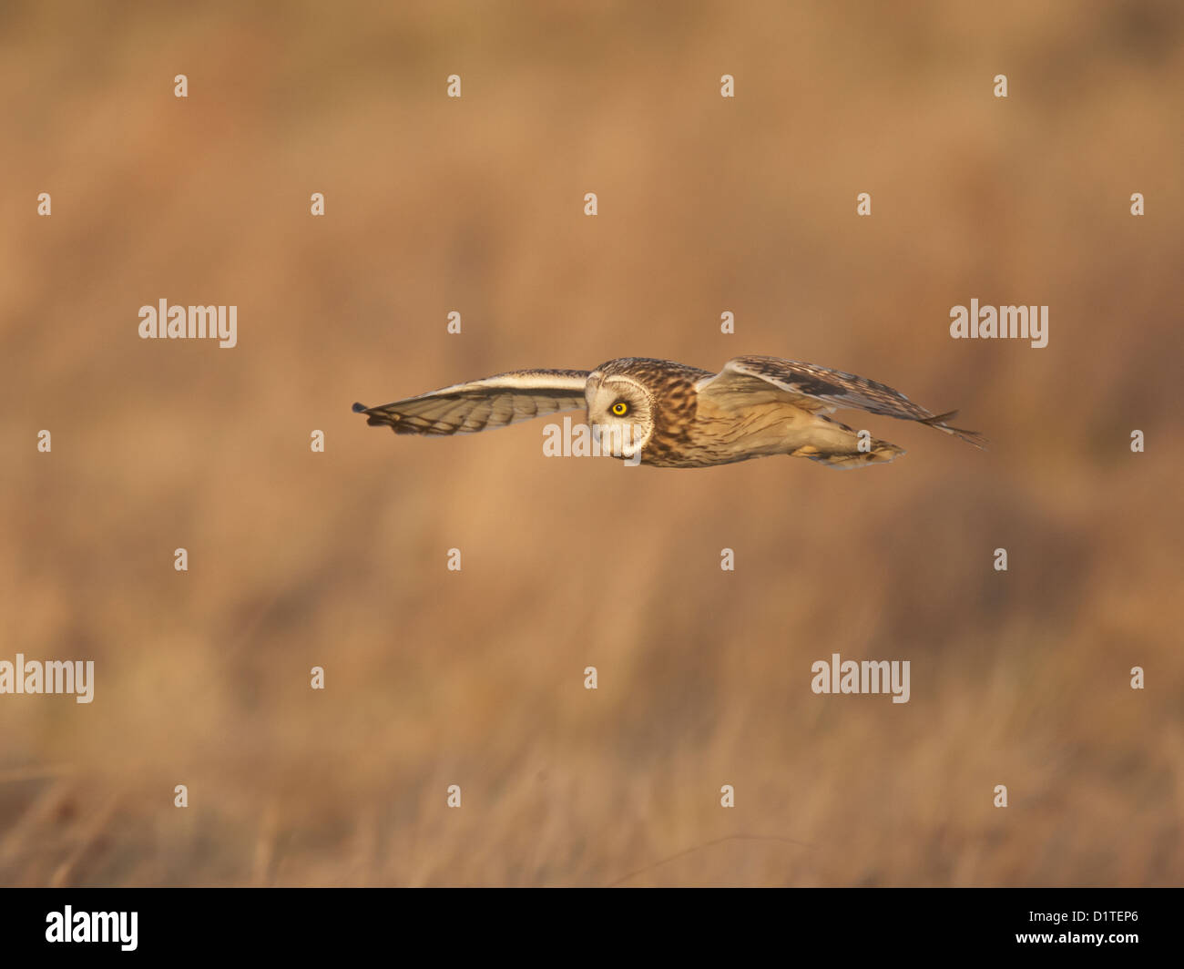 Short-eared owl in flight Stock Photo - Alamy