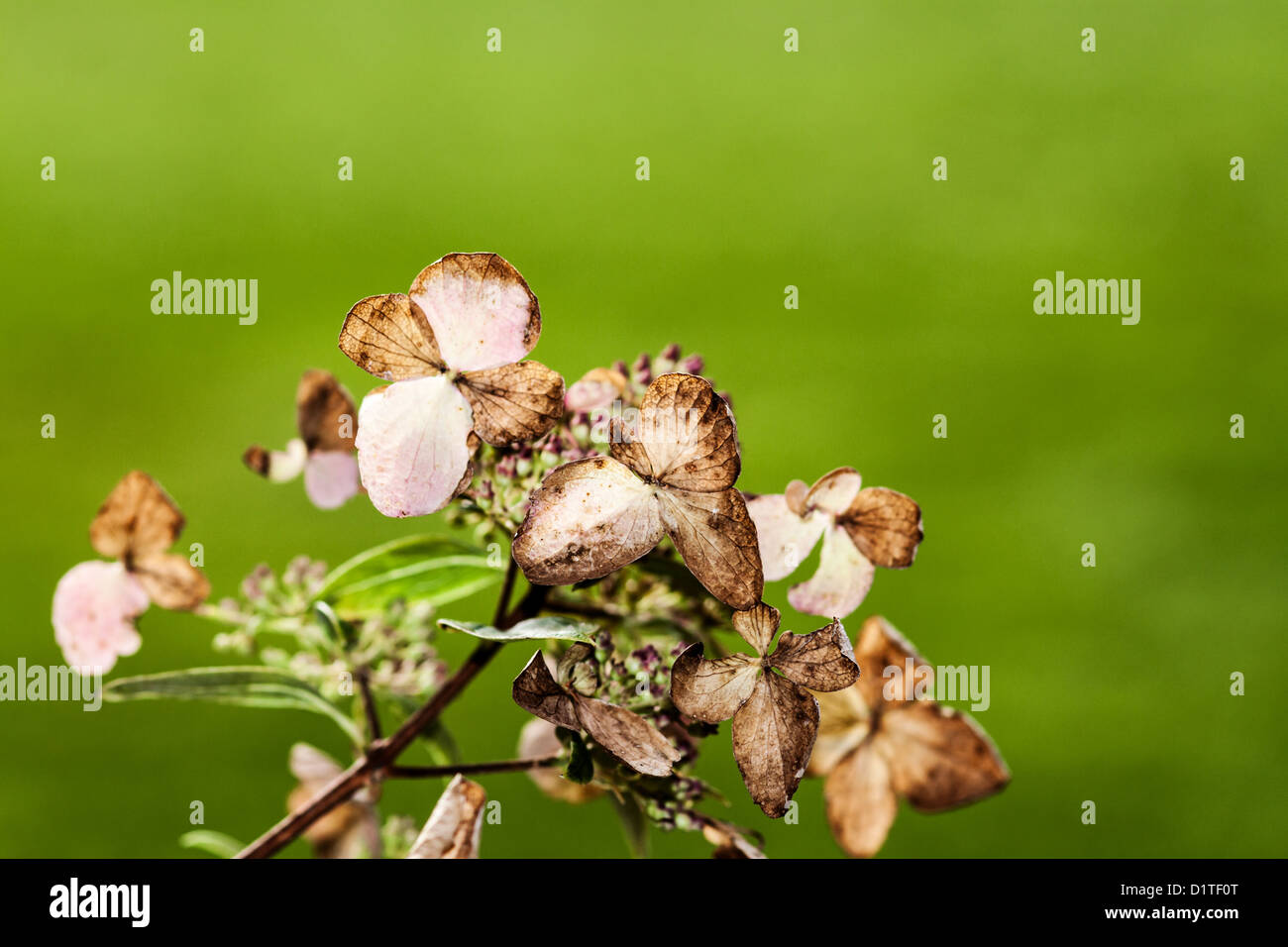 Berlin, Germany, dried Bluetenblaetter a hydrangea in autumn Stock Photo