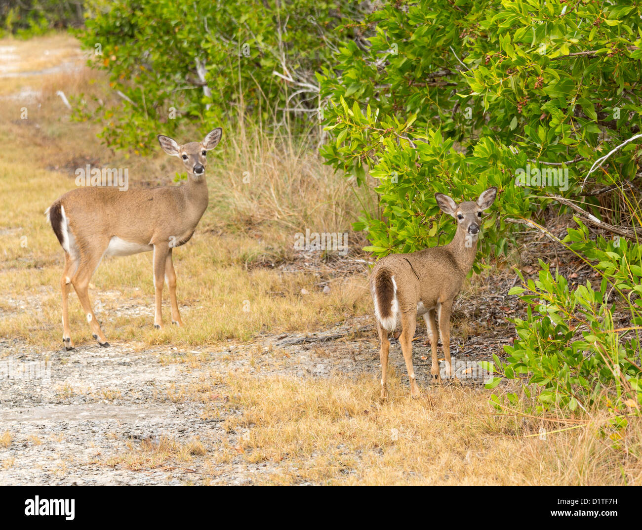 Big pine key deer hires stock photography and images Alamy
