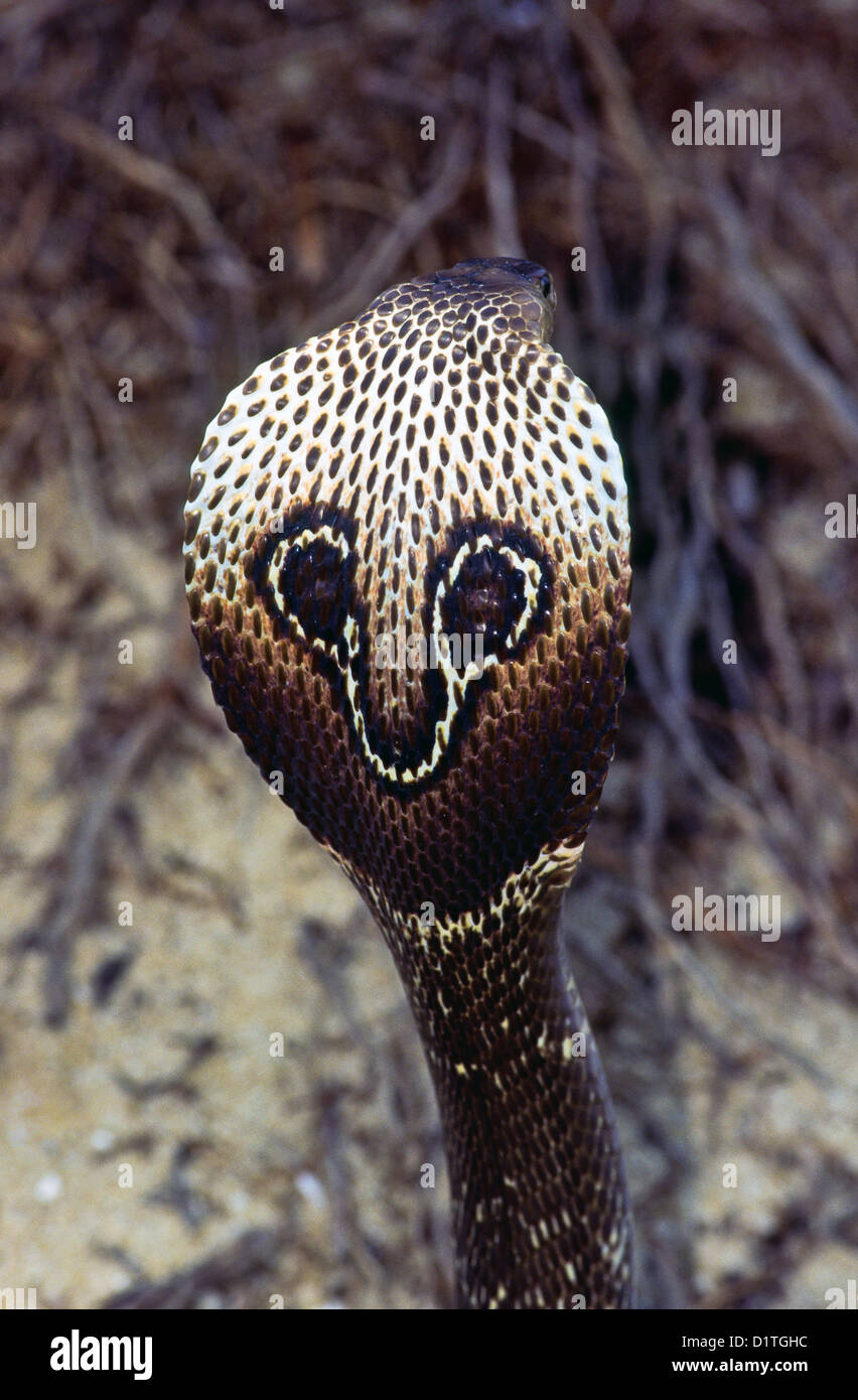 King Cobra Hood Markings Bali Reptile Rescue Bali Reptile Rescue