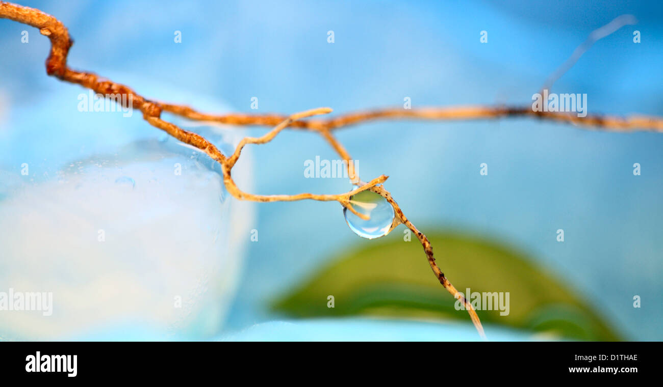 macro image of water drop, winter Stock Photo - Alamy