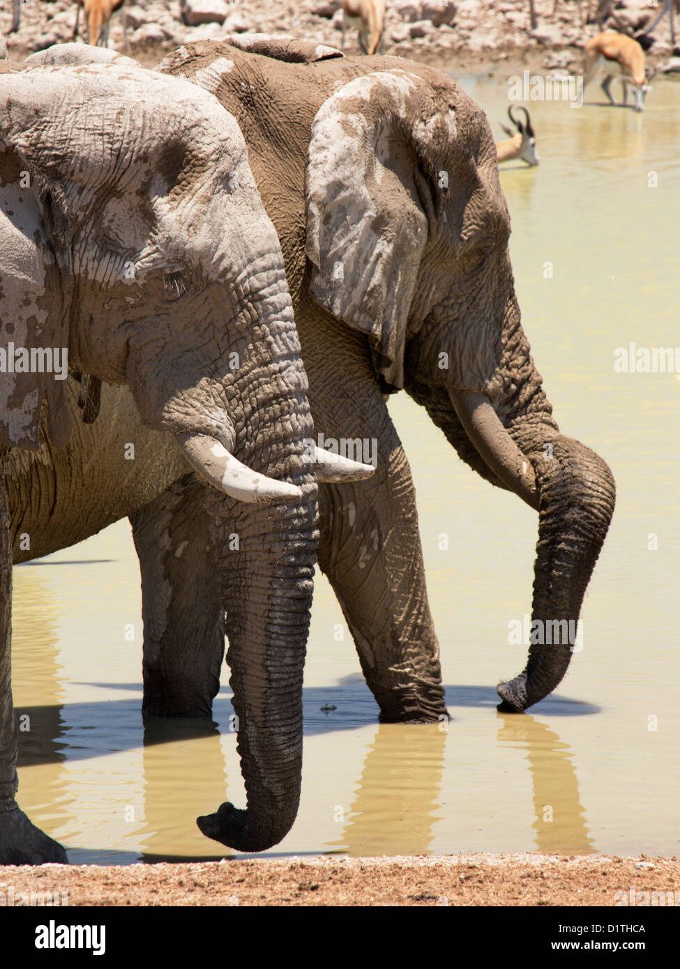 Muddy elephants at Okaukuejo waterhole in Etosha National Park, Namibia Stock Photo